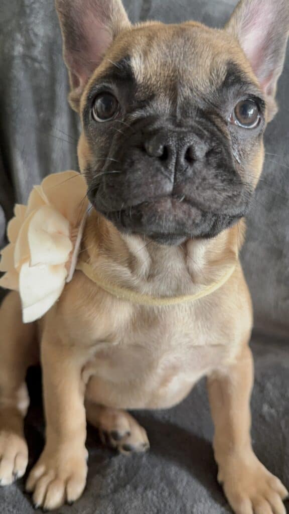 Vixie | Sable French Bulldog Female | Available Now