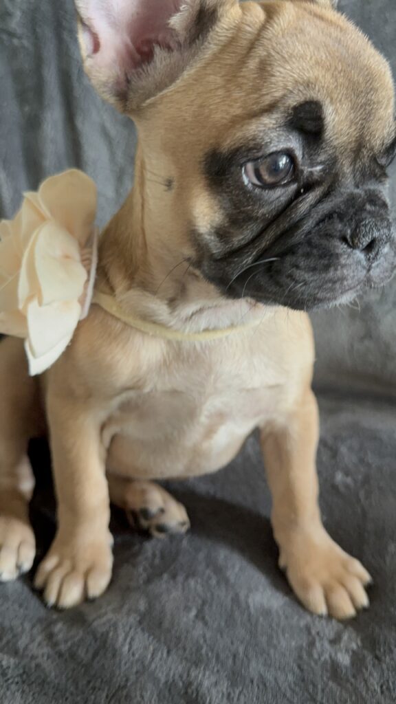Vixie | Sable French Bulldog Female | Available Now