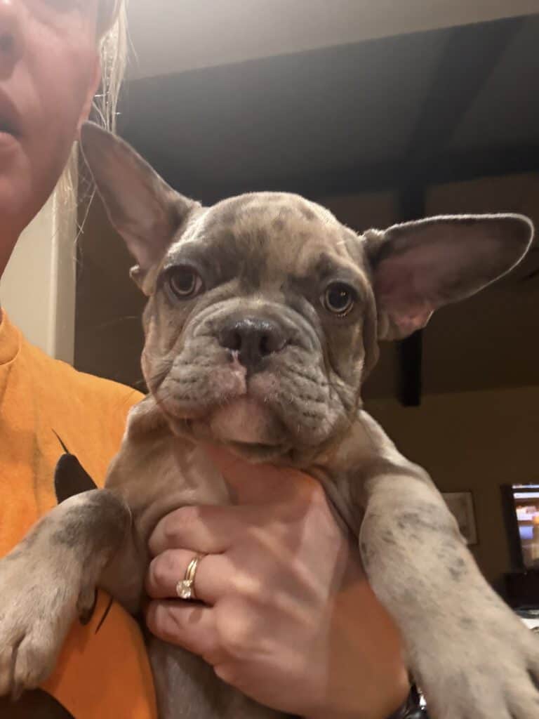 Vito | Blue Fawn Merle French Bulldog Male | Available Now