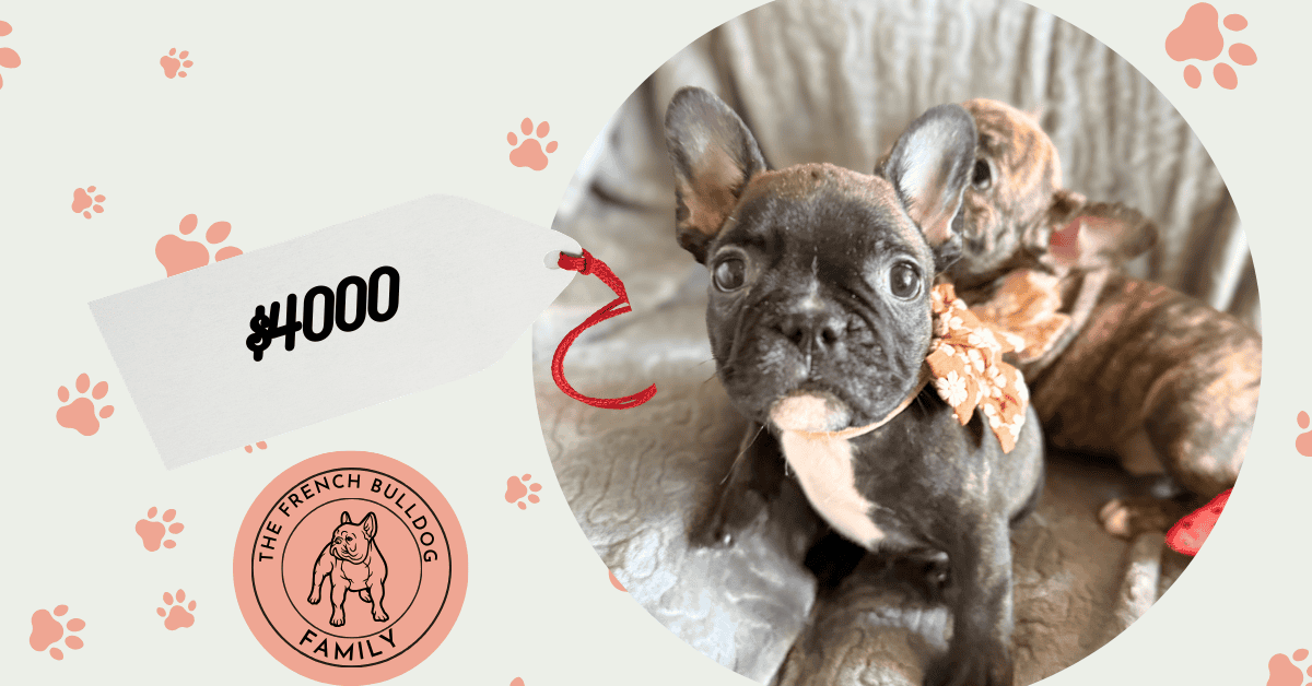 Edison | Brindle French Bulldog Male | Available Feb 22nd, 2026