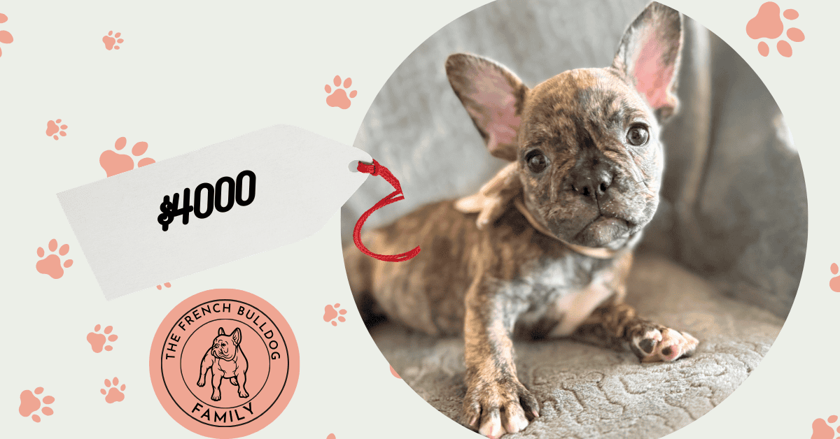 Emmett | Reverse Brindle French Bulldog Male | Available Feb 22nd, 2026