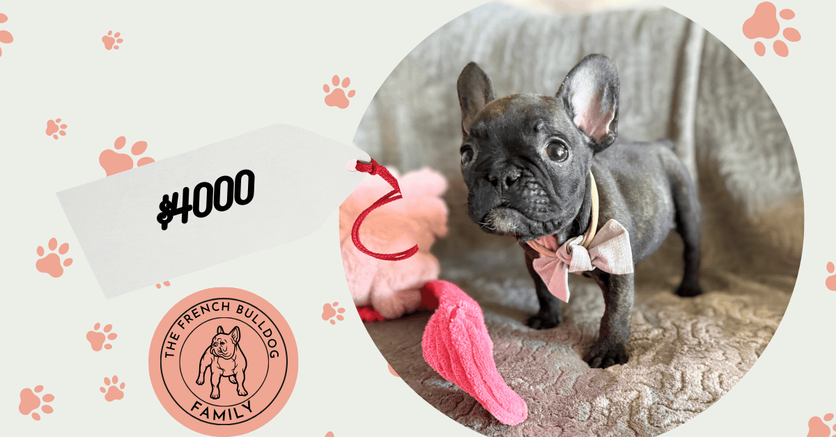 Ernie | Brindle French Bulldog Male | Available Feb 22nd, 2026
