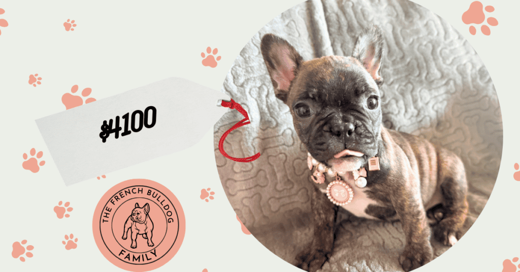 Estelle | Reverse Brindle French Bulldog Female | Available Feb 22nd, 2026