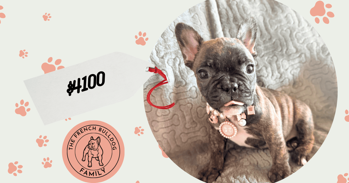 Estelle | Reverse Brindle French Bulldog Female | Available Feb 22nd, 2026