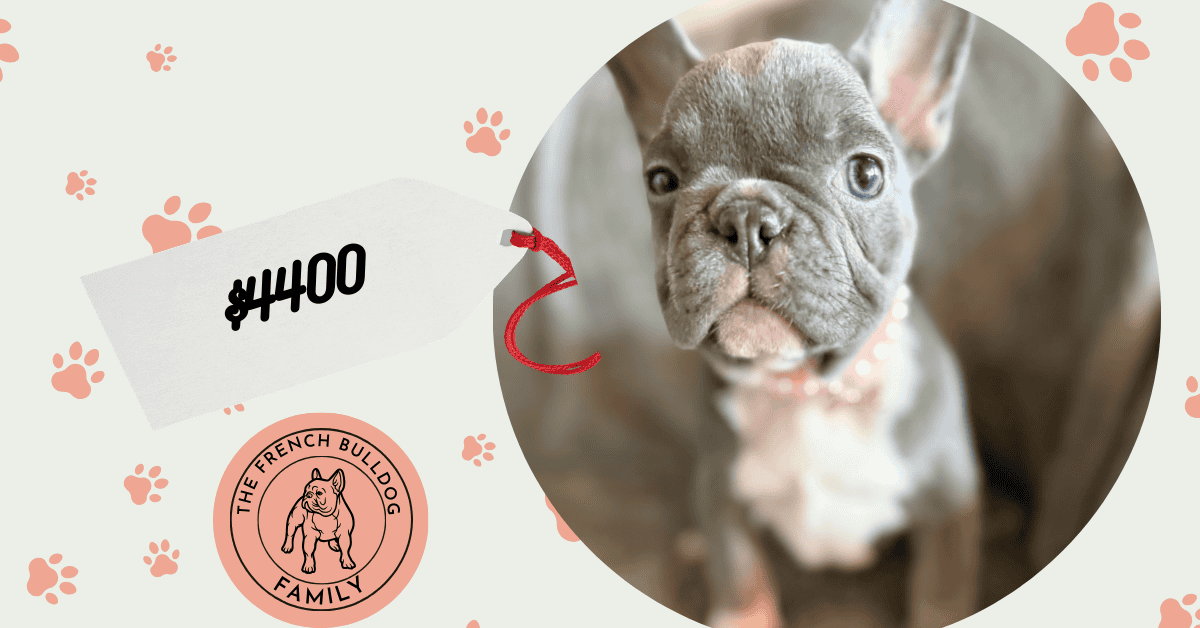 Farrah | Blue & Tan French Bulldog Female | Available Feb 27th, 2026