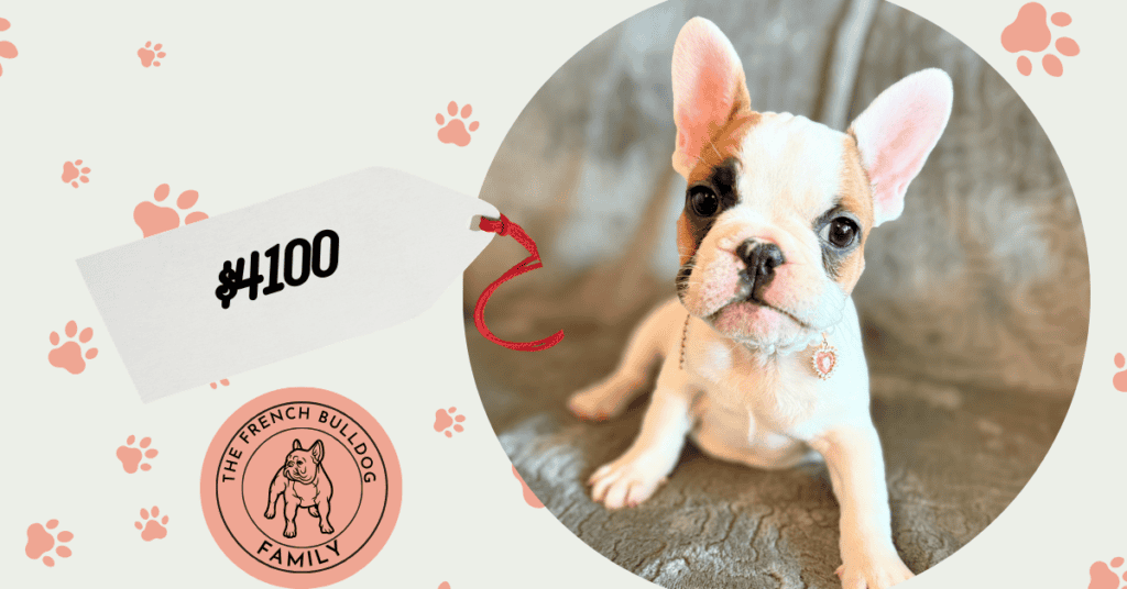 Felicity | Fawn Pied French Bulldog Female | Available Feb 27th, 2026