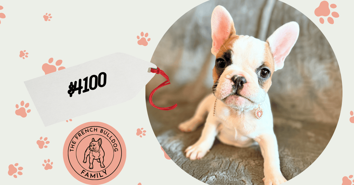 Felicity | Fawn Pied French Bulldog Female | Available Feb 27th, 2026