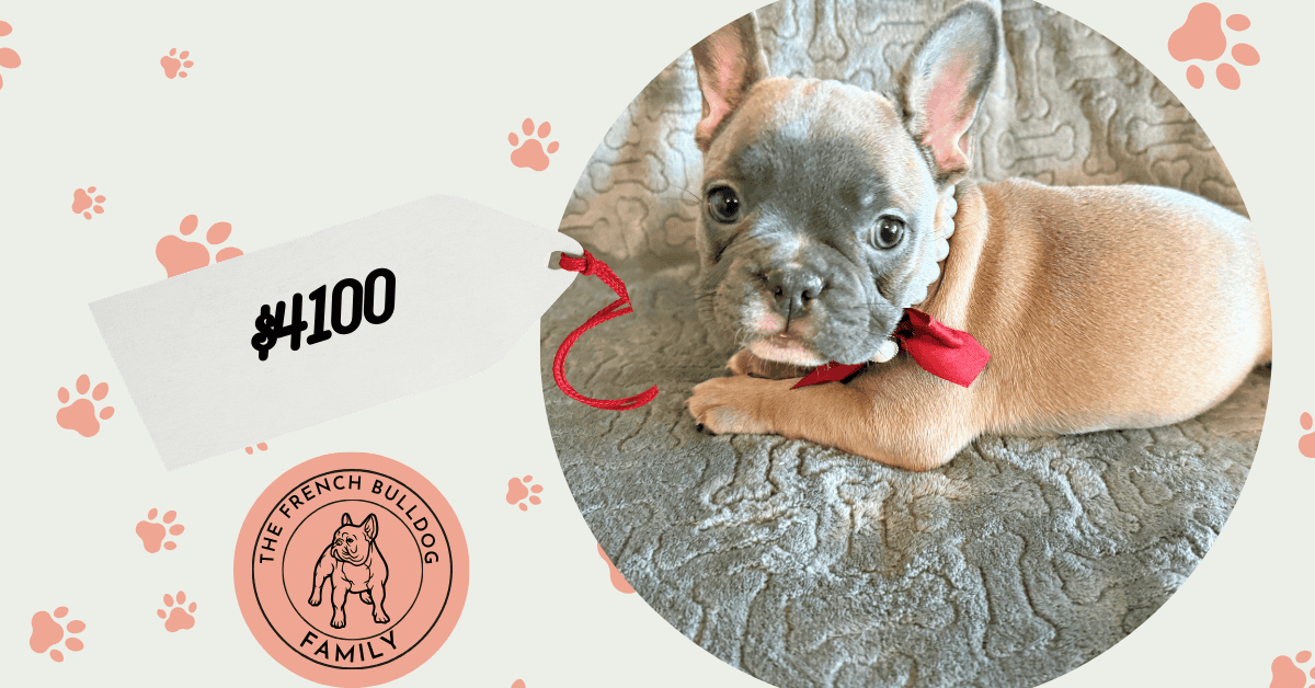 Feather | Blue Fawn French Bulldog Female | Available Feb 27th, 2026