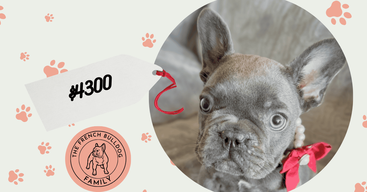 Dolly | Blue French Bulldog Female | Available Feb, 2026
