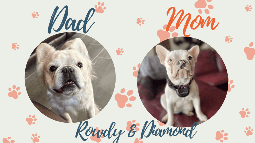 Diamond & Rowdy French Bulldog Litters | Due Mar 31st | Pup ready in June, 2026