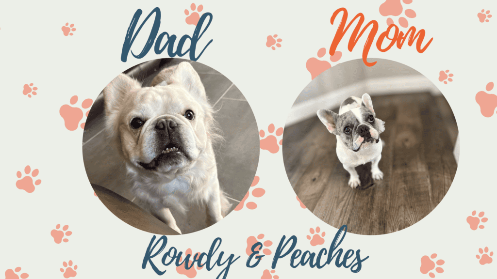 Peaches & Rowdy French Bulldog Litters | Due Mar 22nd | Pup ready in May, 2026
