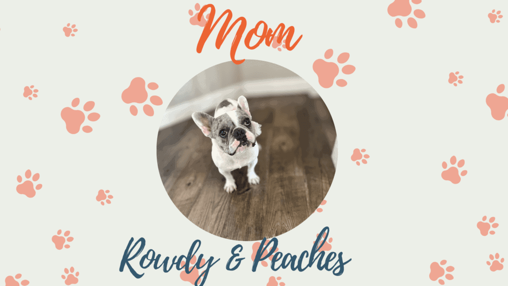 Peaches & Rowdy French Bulldog Litters | Due Mar 22nd | Pup ready in May, 2026