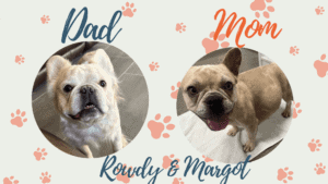 Rowdy & Margot - Frenchies parents