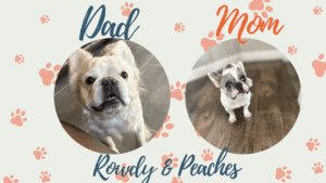 Peaches & Rowdy French Bulldog Litters | Due Mar 22nd | Pup ready in May, 2026