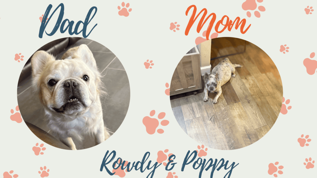 Rowdy & Poppy Frenchie's parents