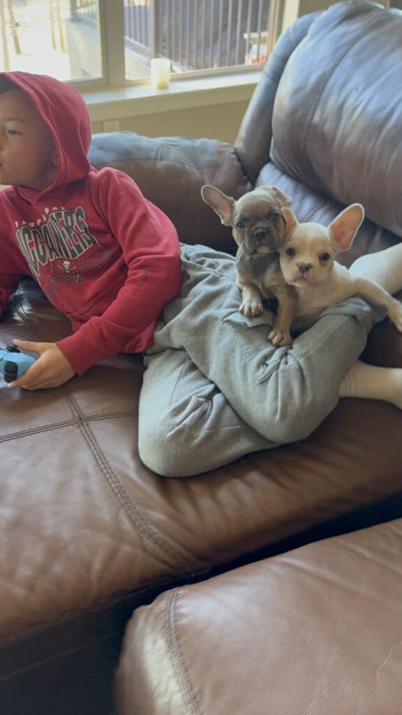 Abby | Sable French Bulldog Female | Available Now