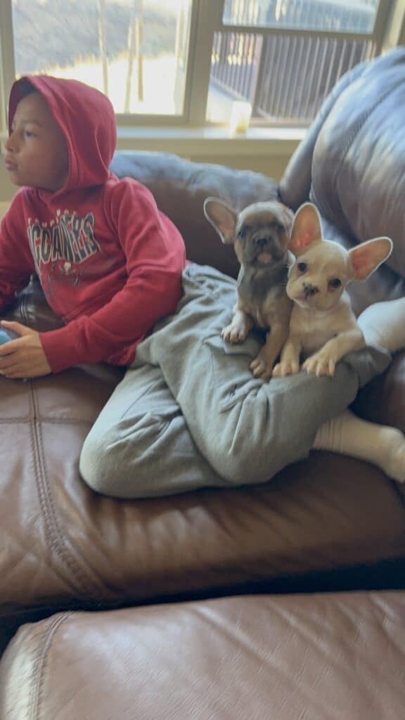 Aaron | Cream French Bulldog Male | Available Now