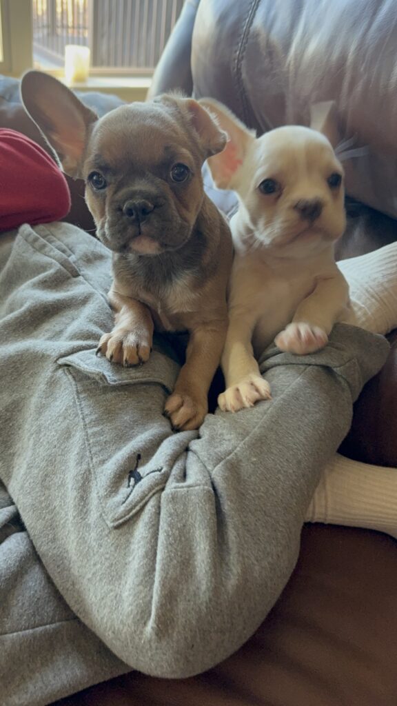 Abby | Sable French Bulldog Female | Available Now