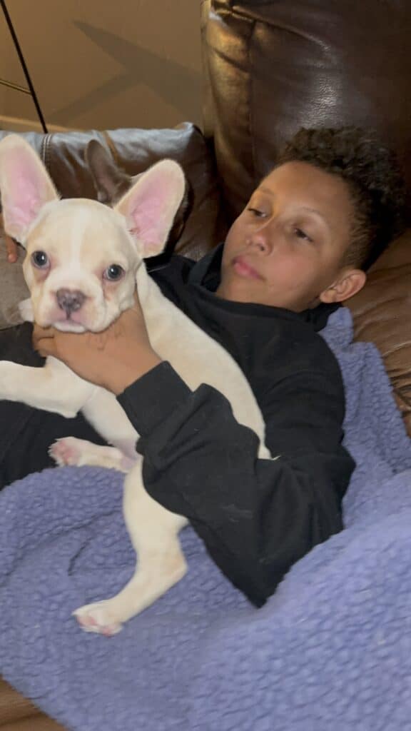 Aaron | Cream French Bulldog Male | Available Now