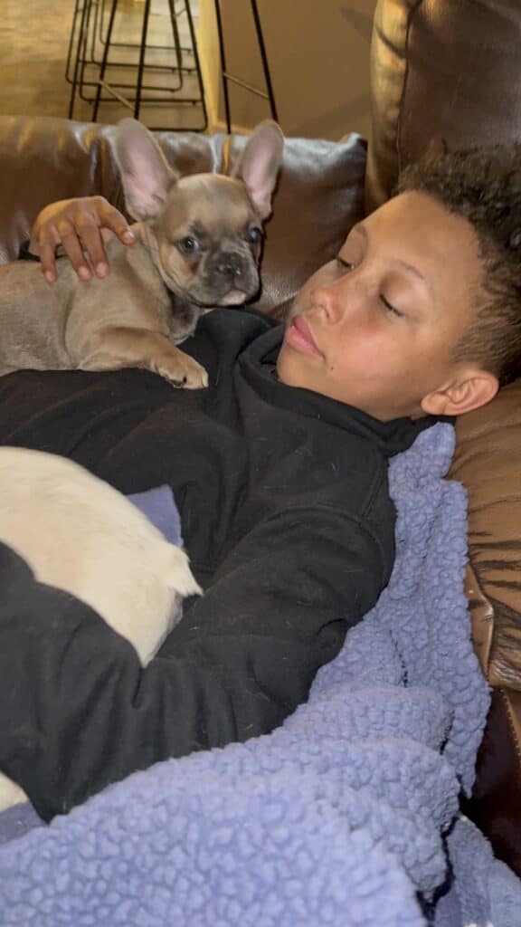 Abby | Sable French Bulldog Female | Available Now