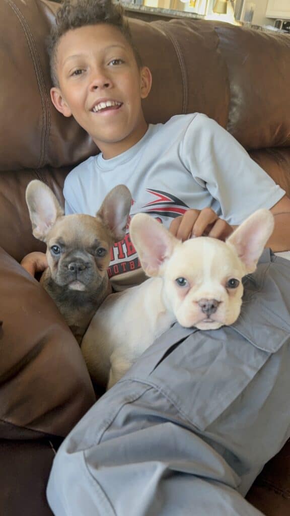 Abby | Sable French Bulldog Female | Available Now