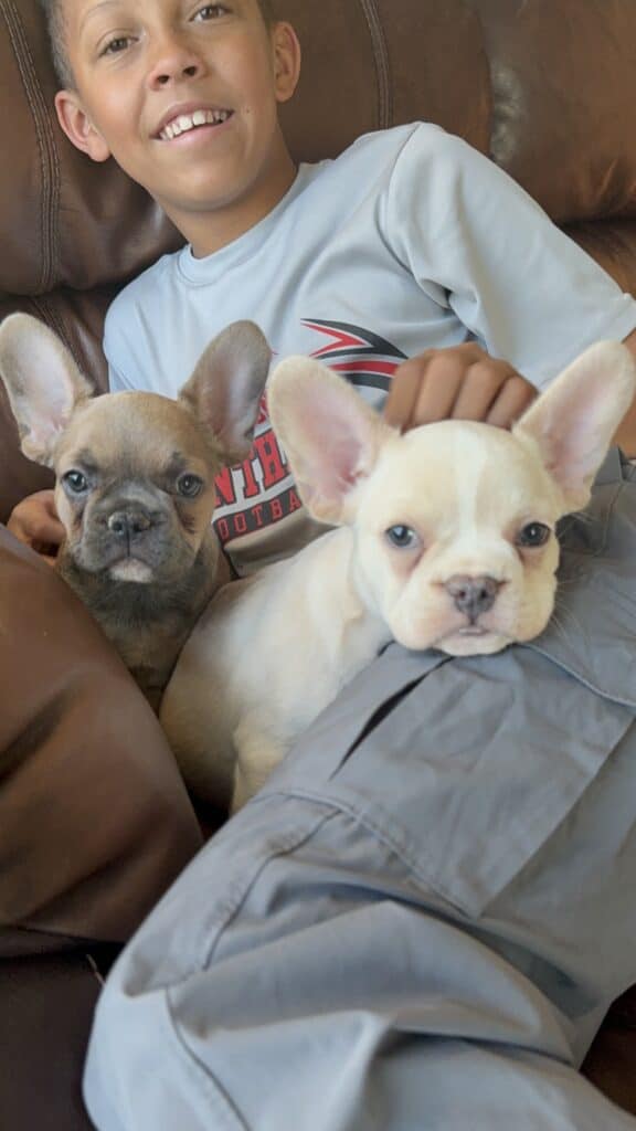 Aaron | Cream French Bulldog Male | Available Now