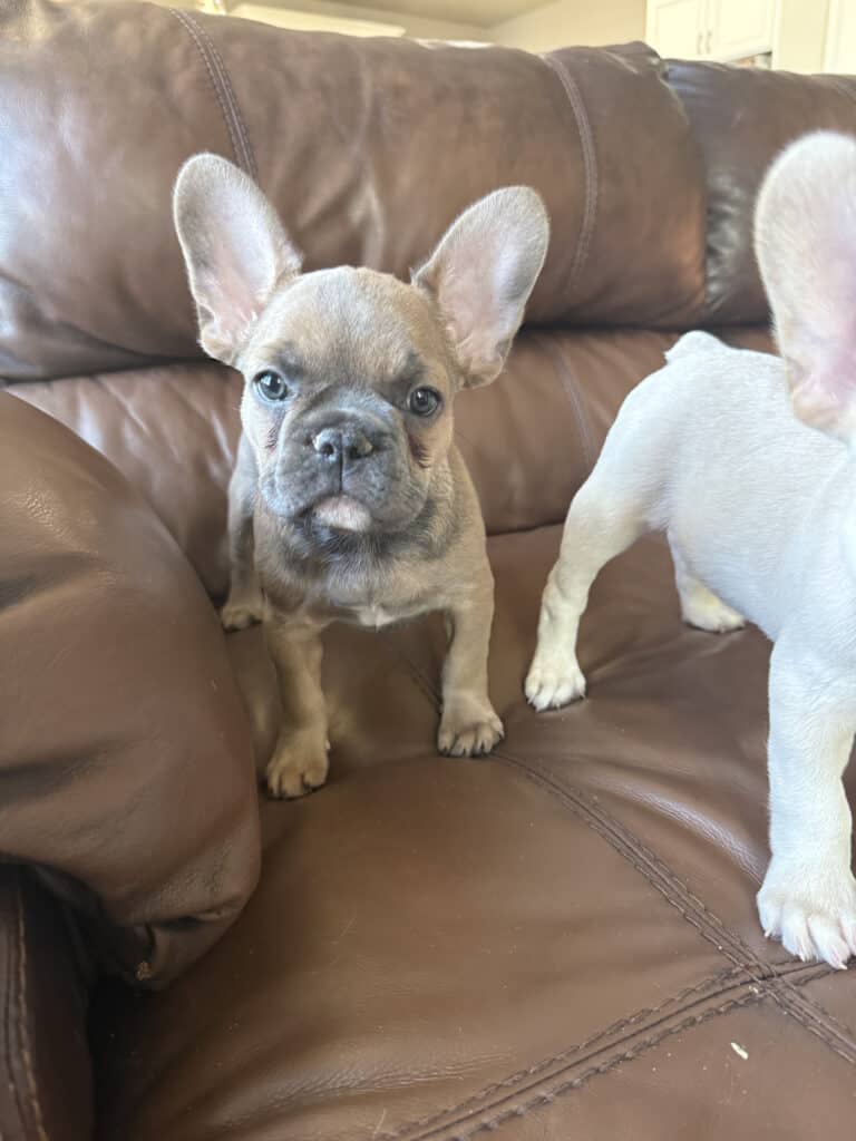 Abby | Sable French Bulldog Female | Available Now