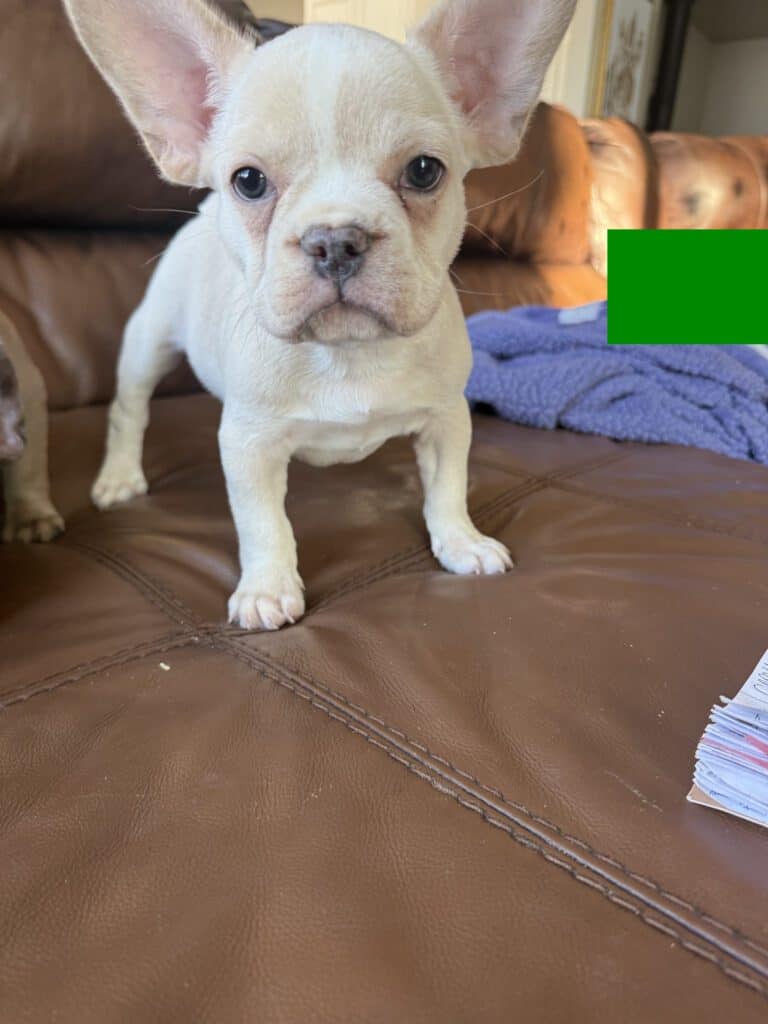 Aaron | Cream French Bulldog Male | Available Now