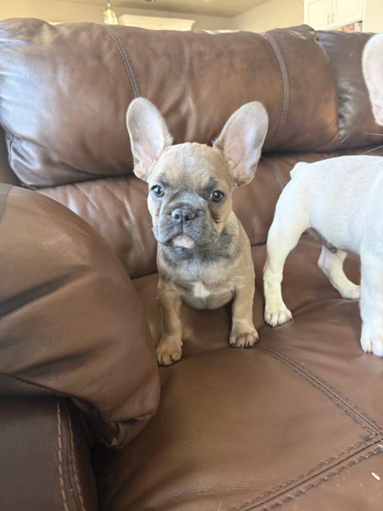 Abby | Sable French Bulldog Female | Available Now