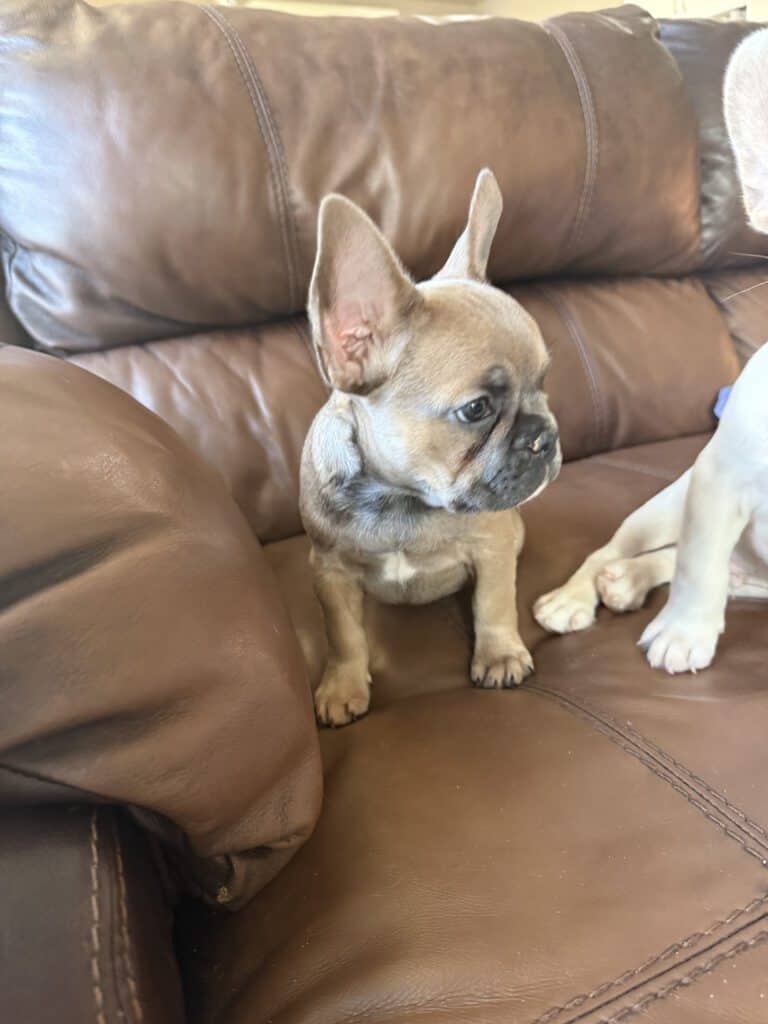 Abby | Sable French Bulldog Female | Available Now