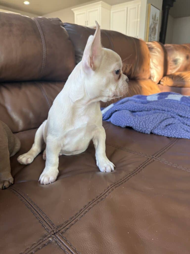 Aaron | Cream French Bulldog Male | Available Now