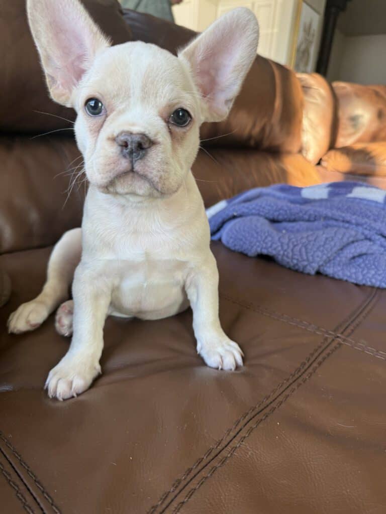 Aaron | Cream French Bulldog Male | Available Now