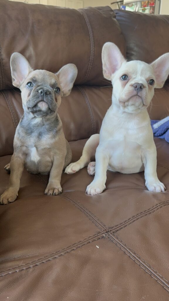 Abby | Sable French Bulldog Female | Available Now