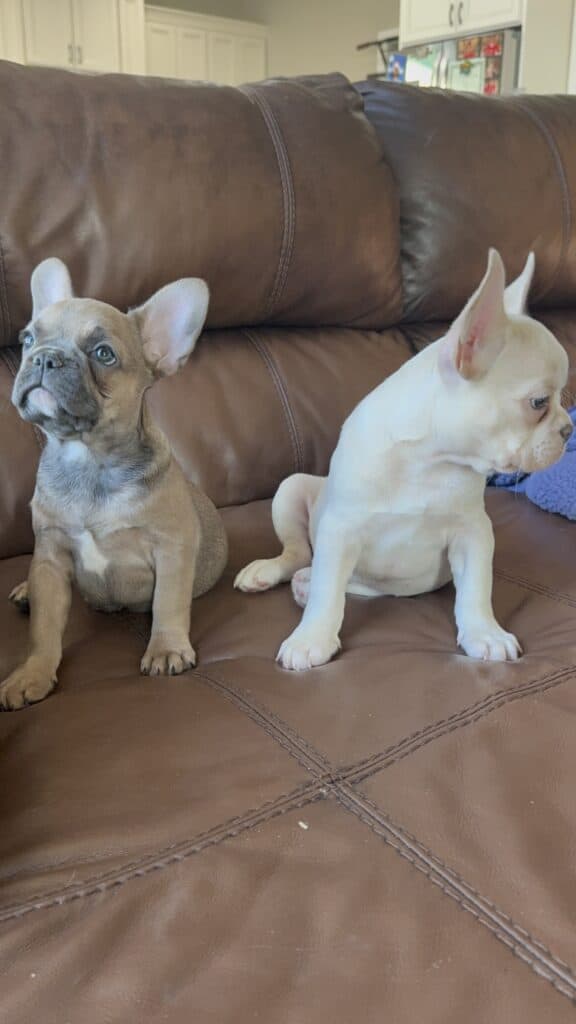 Abby | Sable French Bulldog Female | Available Now