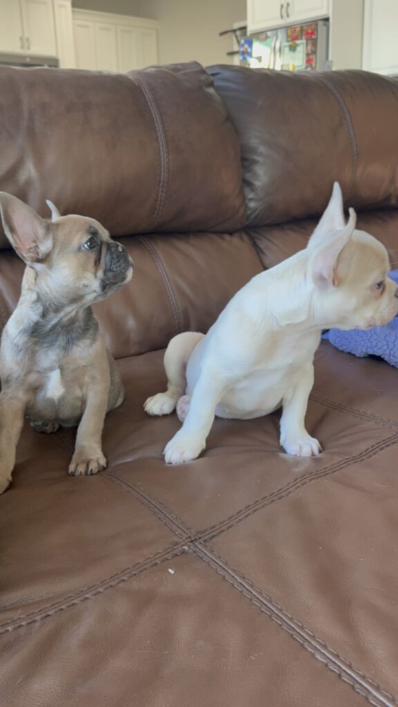 Abby | Sable French Bulldog Female | Available Now