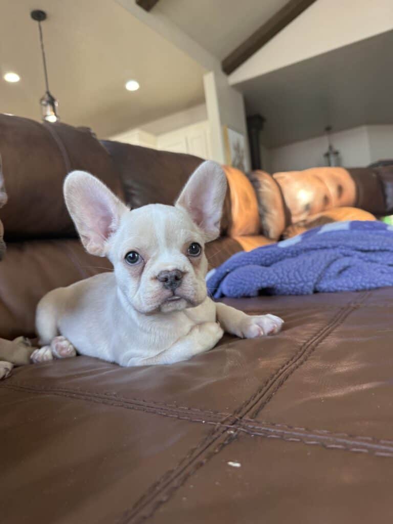 Aaron | Cream French Bulldog Male | Available Now