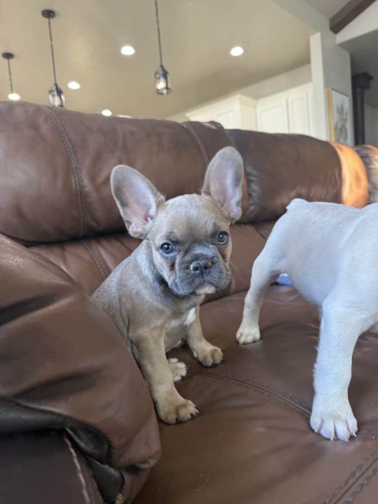 Abby | Sable French Bulldog Female | Available Now