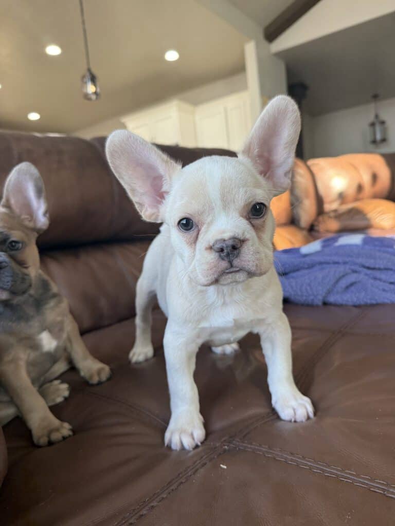 Aaron | Cream French Bulldog Male | Available Now