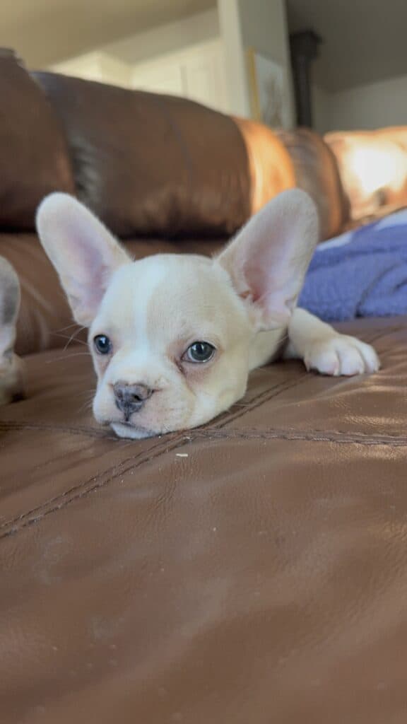 Aaron | Cream French Bulldog Male | Available Now