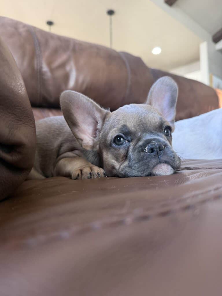 Abby | Sable French Bulldog Female | Available Now
