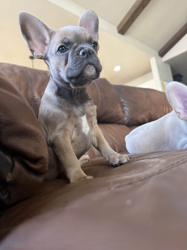 Abby | Sable French Bulldog Female | Available Now
