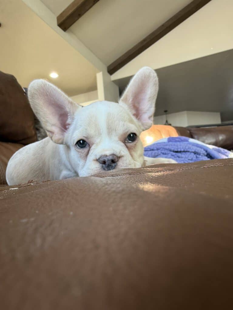 Aaron | Cream French Bulldog Male | Available Now