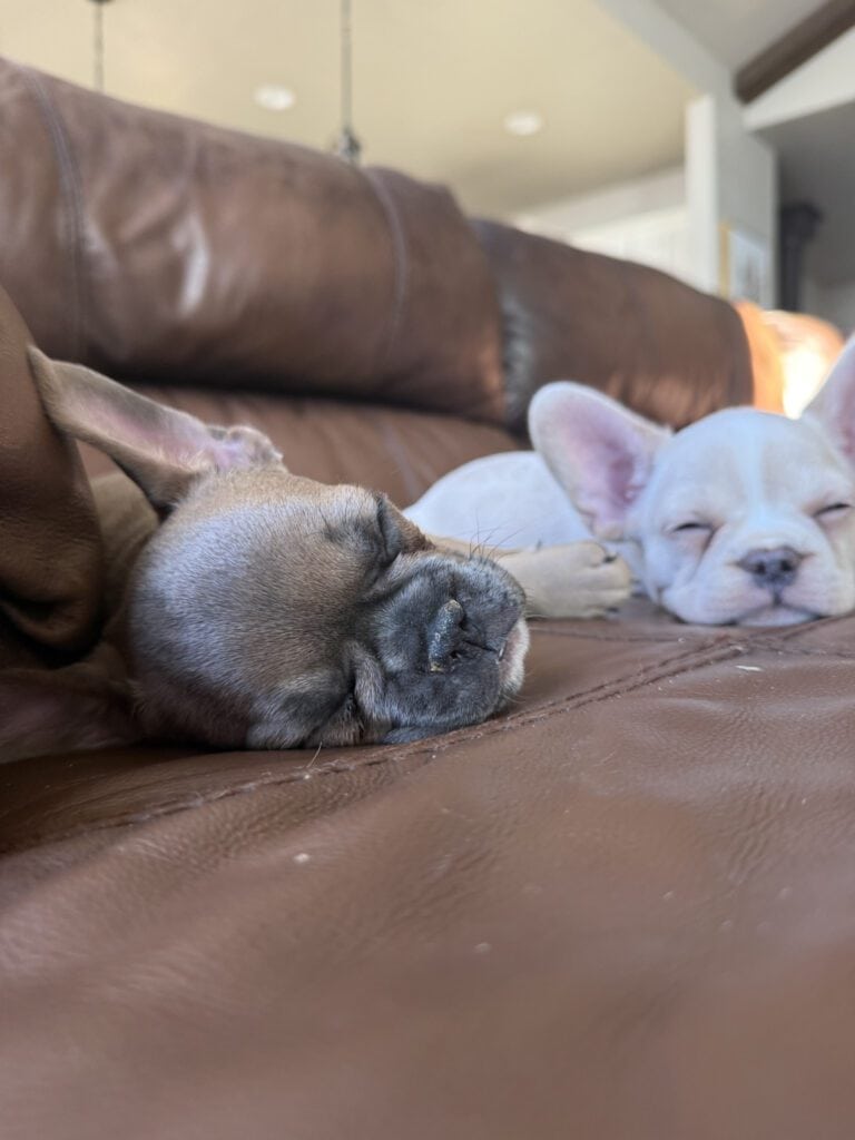 Aaron | Cream French Bulldog Male | Available Now