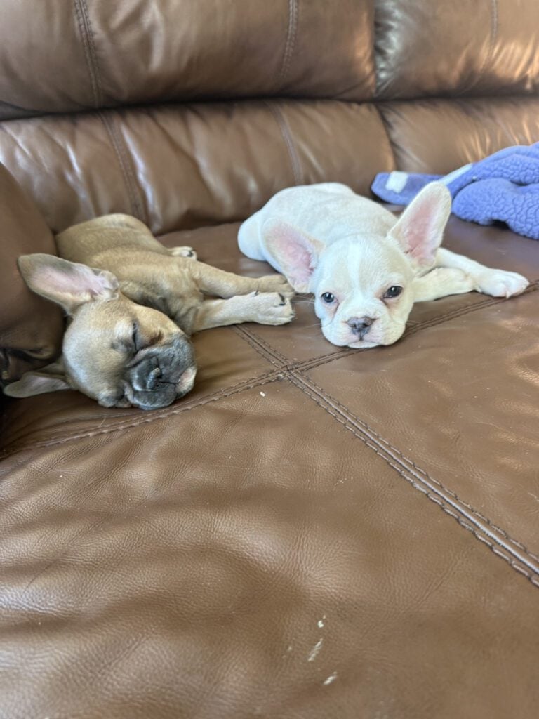 Aaron | Cream French Bulldog Male | Available Now