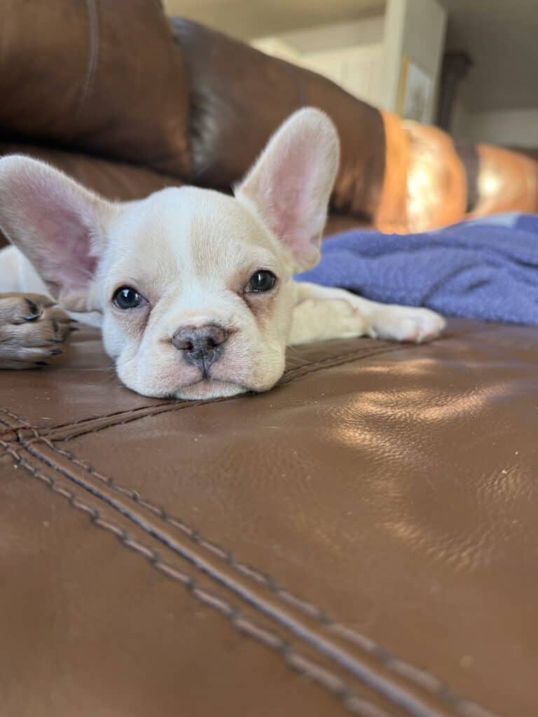 Aaron | Cream French Bulldog Male | Available Now