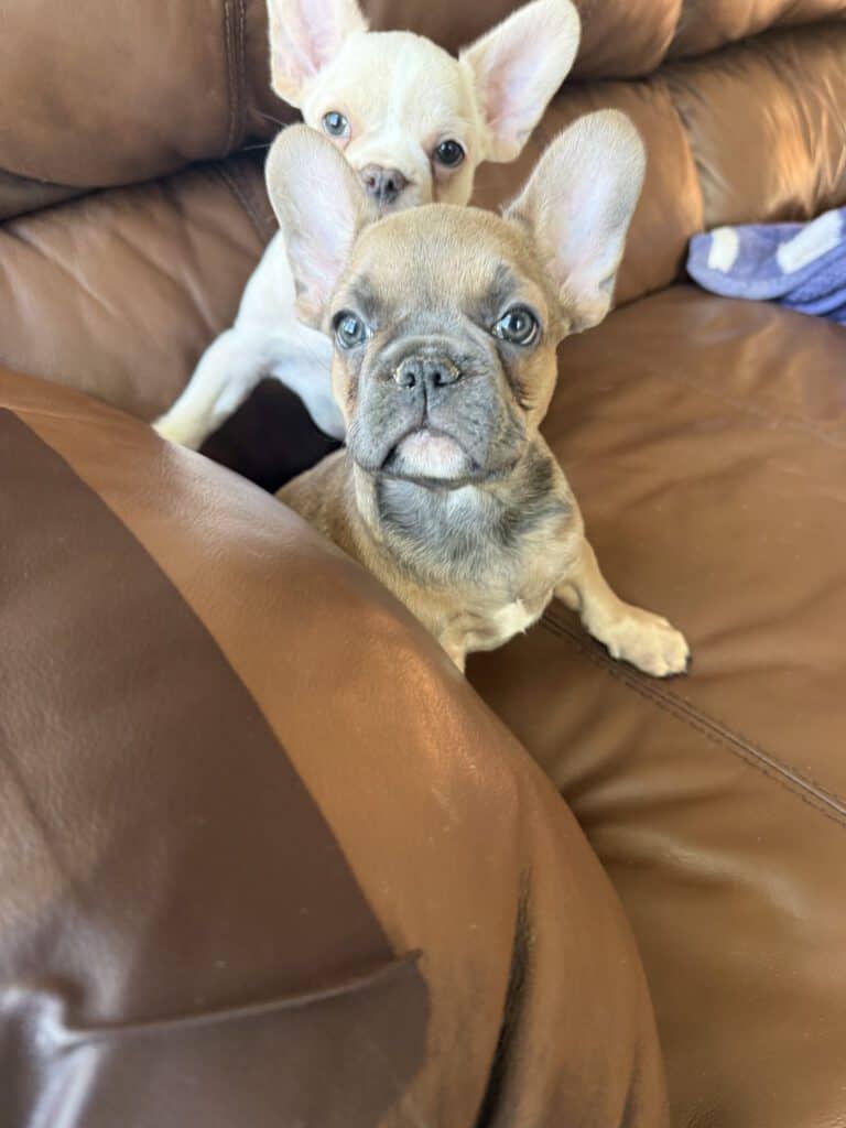 Abby | Sable French Bulldog Female | Available Now