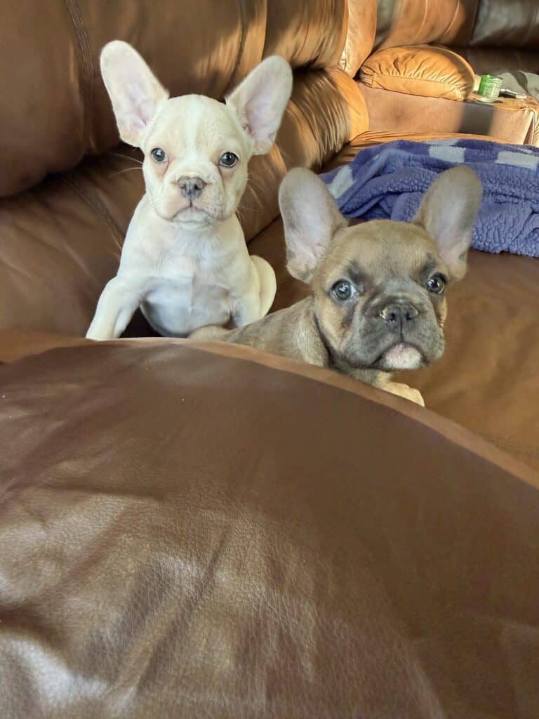 Aaron | Cream French Bulldog Male | Available Now