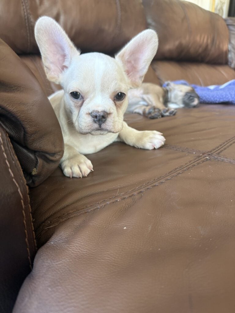 Aaron | Cream French Bulldog Male | Available Now