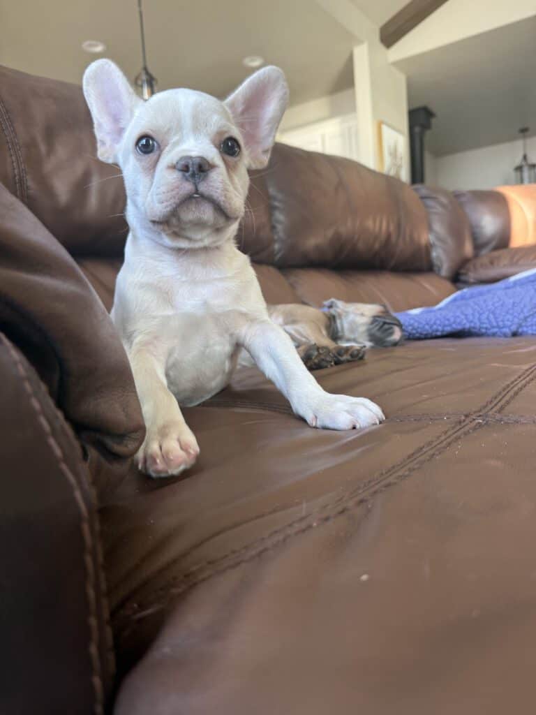 Aaron | Cream French Bulldog Male | Available Now