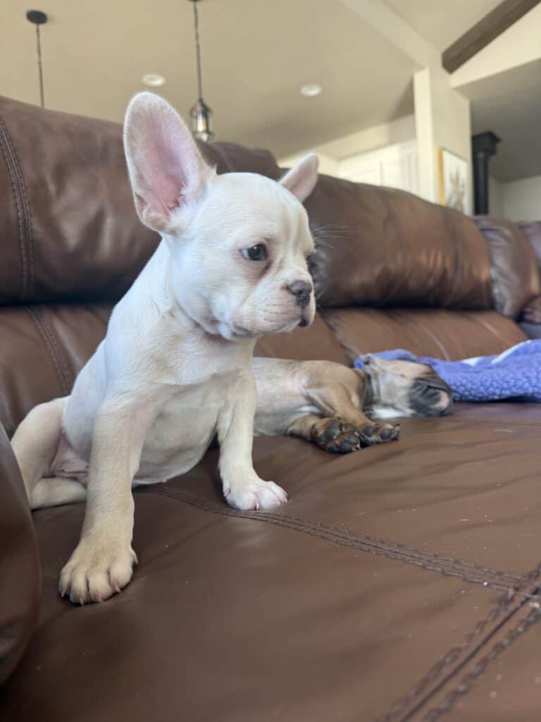 Aaron | Cream French Bulldog Male | Available Now